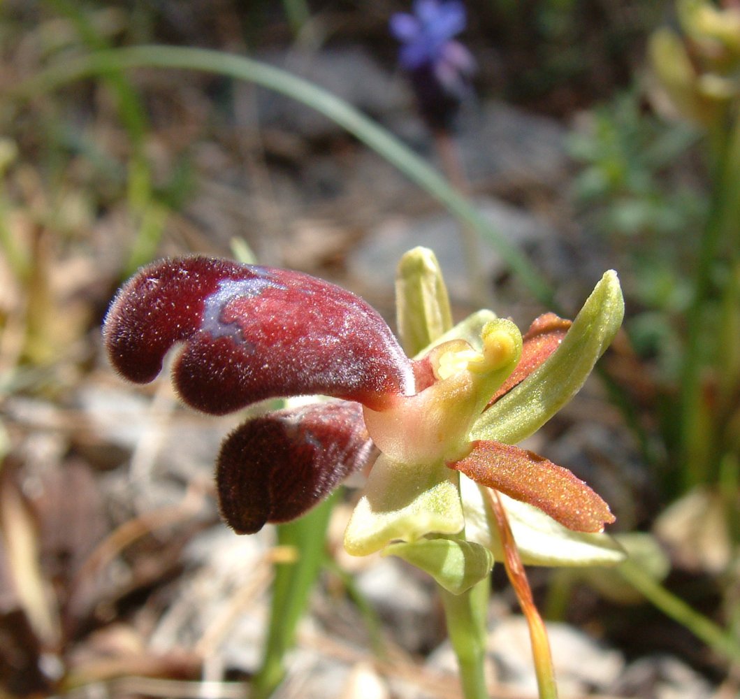 Orchidee di Marzo - Dalla Grecia con passione